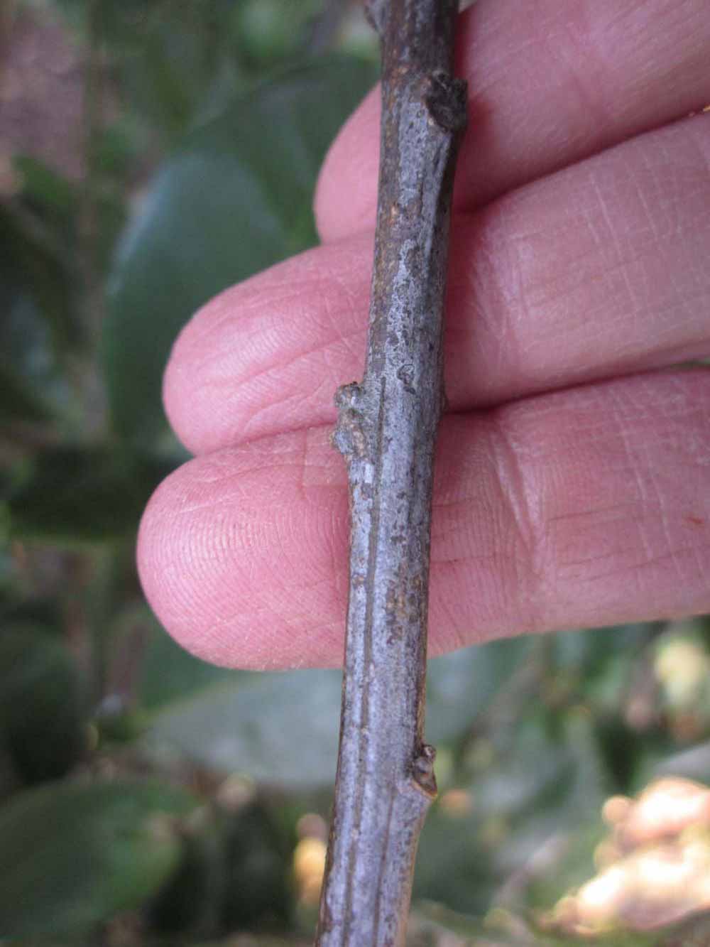              Second - third year twig (Winter Haven, FL)       